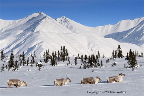 Winter Caribou Migration, Alaska | Photo | Tom Walker Photographer