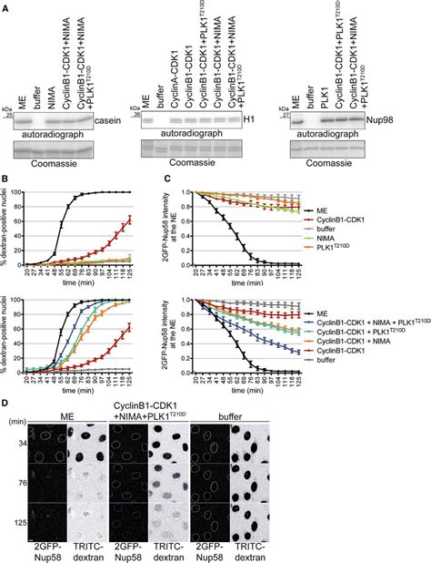 The Combined Activities Of Recombinant Kinases Are Sufficient To Induce