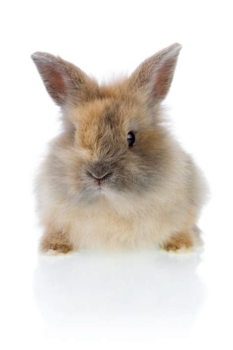funny bunny stock photo image  studio easter rabbit