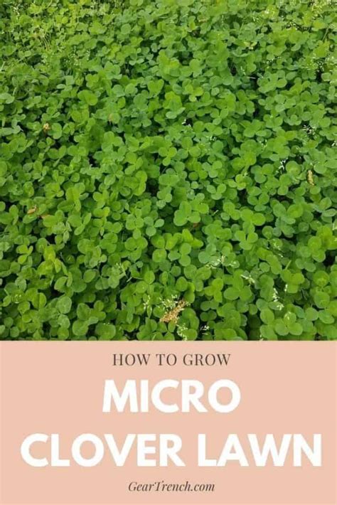 How To Effortlessly Grow Micro Clover Lawn Beginner Guide Geartrench