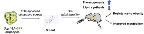 丁秋蓉研究组合作发现新的调控褐色脂肪组织活性的小分子药物 中国科学院上海营养与健康研究所