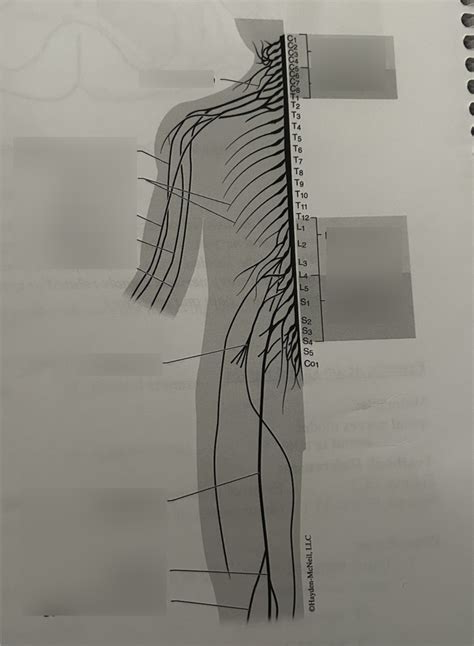 Biol Lab 8 Ns Spinal Nerves Model Diagram Quizlet