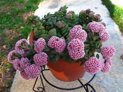 Crassula Springtime World Of Succulents