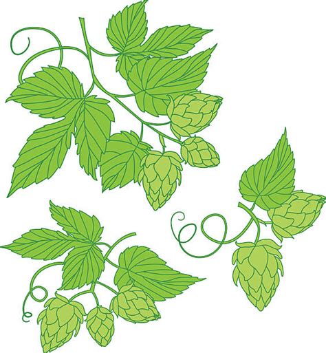 Best Hops Vine Illustrations Royalty Free Vector Graphics And Clip Art