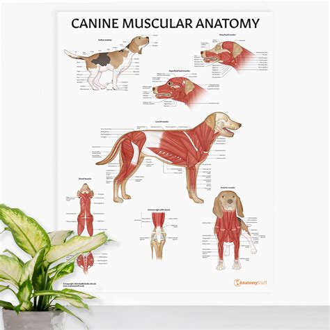 Canine Muscular Anatomy Chart | Dog Muscles Poster Laminated