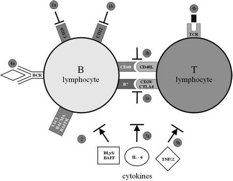 Novel Target Therapies In Systemic Lupus Erythematosus B Cell