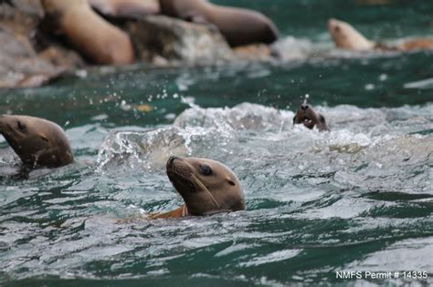 Killer Whales Targeting Sea Lion Pups, Alarming Scientists | Live Science