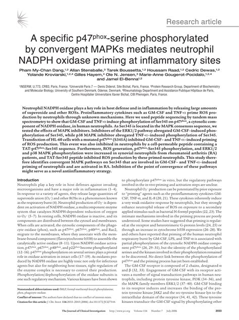 Pdf A Specific P47phox Serine Phosphorylated By Convergent Mapks