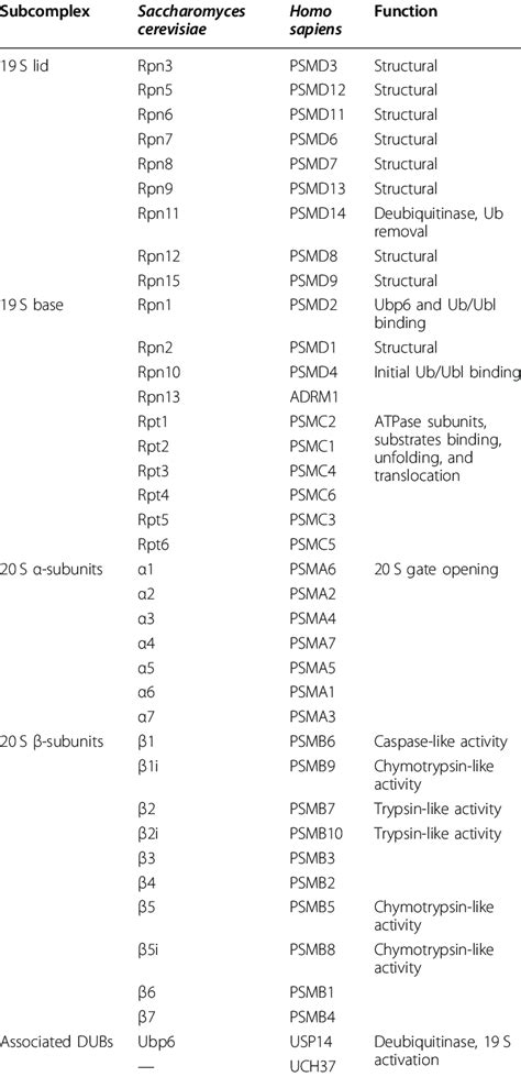 Proteasome subunits names and function. | Download Scientific Diagram