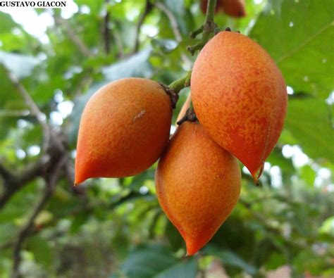 Cereja Silvestre Ou Caferana Bunchosia Armeniaca Foto Edilson