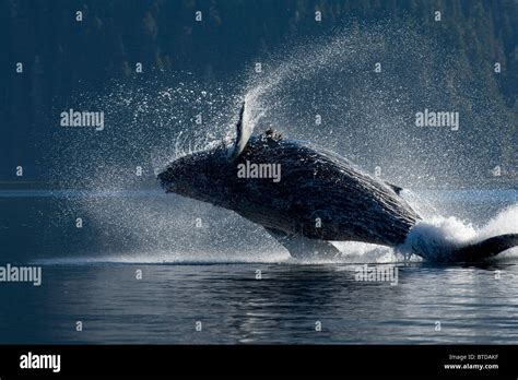 Humpback Whale Breaching In The Waters Of The Inside Passage Southeast