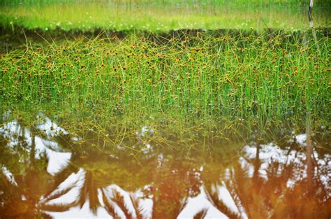 Free Images Landscape Water Nature Marsh Swamp Wilderness Plant