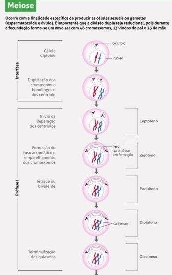 Pin De Rebeca Castro Em Aulas De Ci Ncias Aula De Ci Ncias Meiose