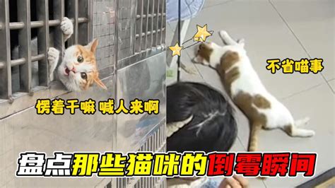 盘点猫咪的倒霉瞬间九条命都不够造你觉得哪只最惨 高清1080P在线观看平台 腾讯视频