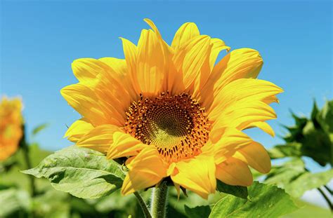 Sunflower Face Photograph By Kirk Shorte Fine Art America