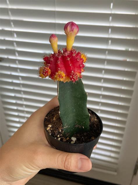 All You Need To Know About Moon Cactus