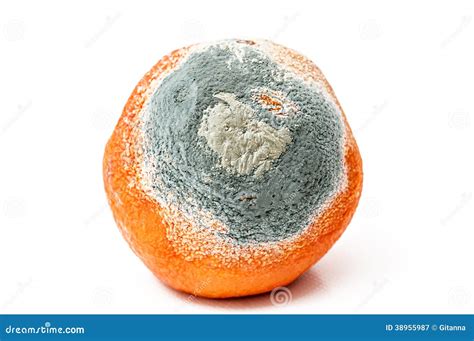 Rotten Orange Fruit Isolated On White Background Unhealthy Food For