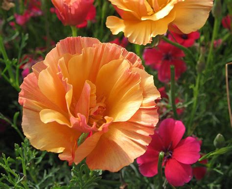 California Poppy Thai Silk Apricot Chiffon Seeds Etsy