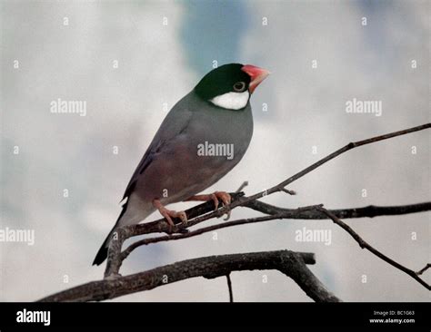 Java Sparrow or Java Finch or Java Rice Bird, Padda oryzivora, Estrildidae, Passeriformes ...