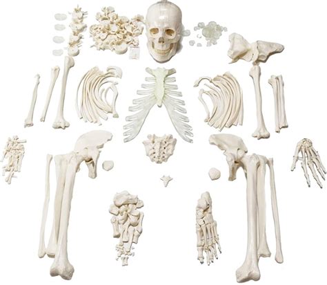 Modelo de Esqueleto Humano desarticulado para anatomía de 67 Pulgadas