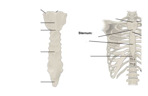 The Sternum Diagram Quizlet