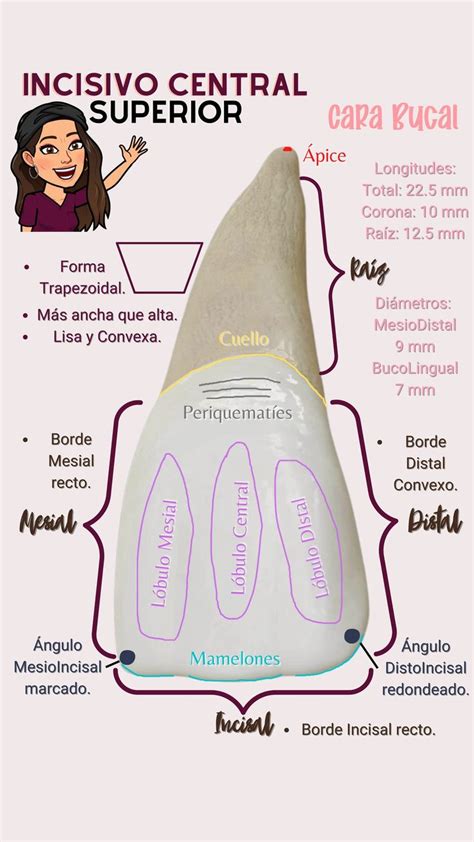 Incisivo Central Superior en 2023 Anatomía dental Escuela de higiene