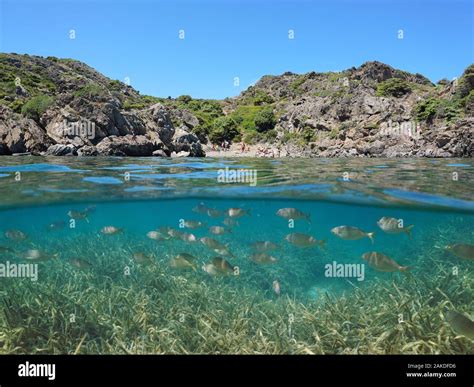 Mediterranean Sea Rocky Cove In Summer With Fish And Seagrass