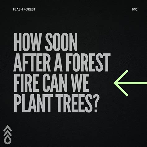 Flash Forest On Linkedin Flashforest Treeplanting Ecosystemrecovery