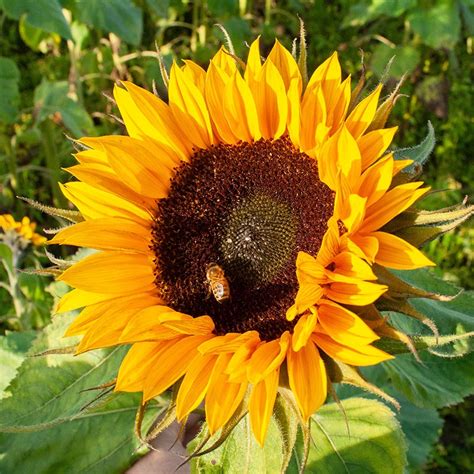 Helianthus Annuus Zonnebloem Giganteus 100 Gram 59200100