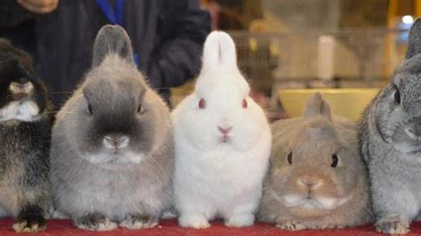 Fotos De Conejos De Fantas A Im Genes