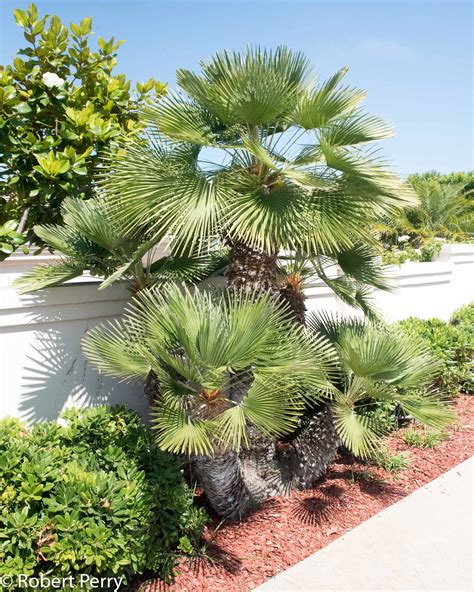 Mediterranean Fan Palm Waterwise Garden Planner