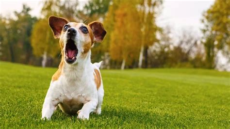 Dog Barking Sound Free Sound Effects Animal Ringtones Youtube