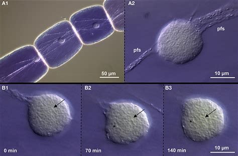 Frontiers Chromatin Associations In Arabidopsis Interphase Nuclei