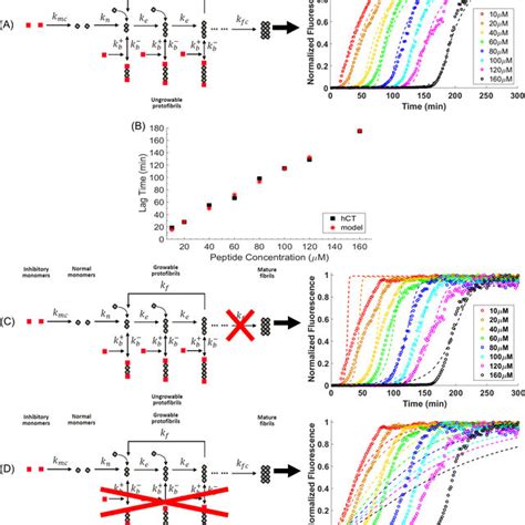 ThT Kinetics Assays At PH 5 4 Indicated The Direct Relationship To