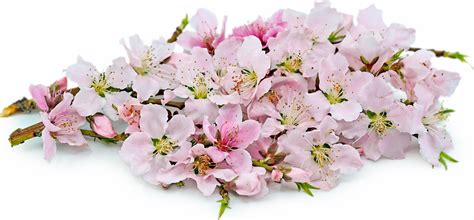 Peach Blossoms Information and Facts