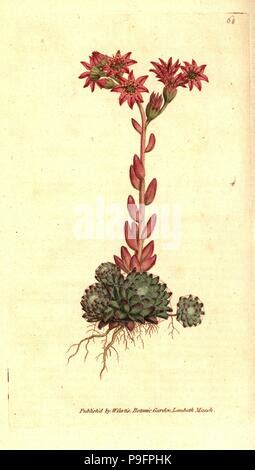 Cobweb Houseleek Sempervivum Arachnoideum Handcolured Copperplate