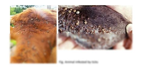 SOLUTION: Livestock parasites - Studypool