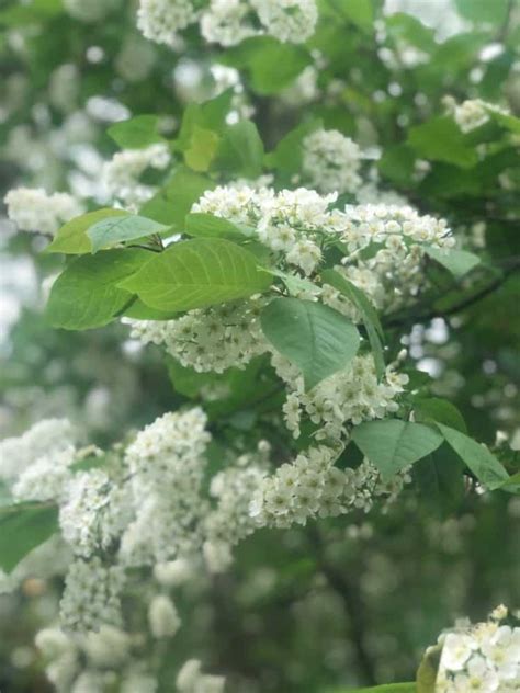 Buy Bird Cherry Hedge Plants Prunus Padus Hedging Hopes Grove Nurseries