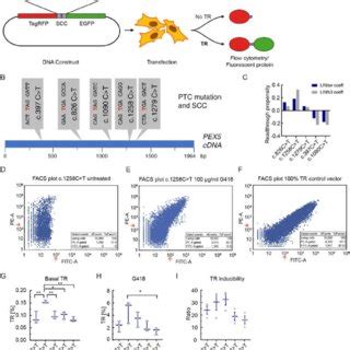 SCC Dependent Translational Readthrough Induction By Aminoglycosides