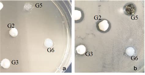 Enterococcus Faecalis Atcc A Zero Moment B Inhibition After