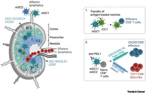 Spatial Determinants Of CD8 T Cell Differentiation In Cancer Trends