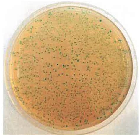 CROMOKIT Lactobacillus Agar