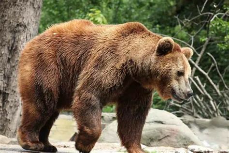 Are There Bears In Japan Species And Locations Yougojapan