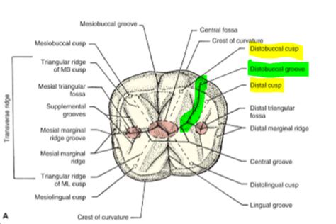 DHY Anatomy Final Exam Flashcards Quizlet