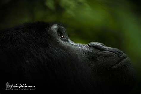 Gorilla Photography Tips Uganda Gorilla Trekking