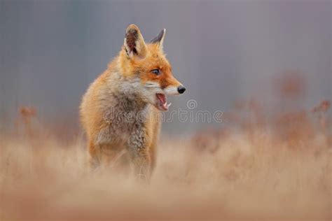 Raposa Vermelha Com Focinho Aberto Fox Vermelho Bonito Vulpes Do