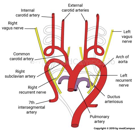 Derivatives Of Aortic Arches Medicine Medicaltalknet The Best