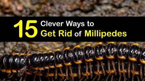 How To Get Rid Of Millipedes In My Basement Openbasement