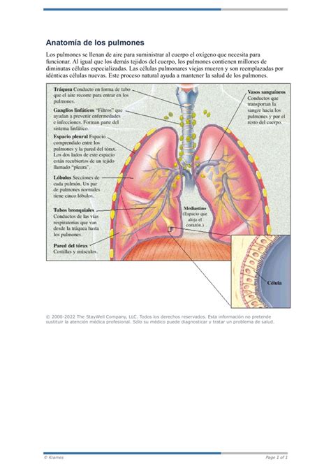 Pdf Anatomía De Los Pulmones Healthclips Online