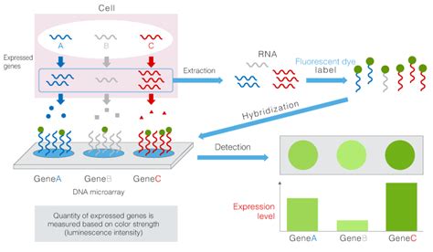 Outline Of Detection Method Of Genes By Dna Microarrays 3d Gene